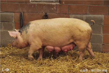 养猪技术：如何养出健康高产母猪的小妙招，有多少养殖户知道呢？