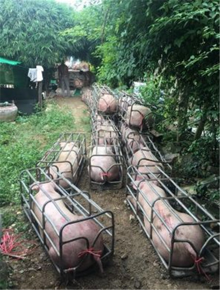 近年来，随着当地猪肉的需求激增，猪肉普遍上涨，导致了这里的农民有了为猪肉增肌的想法，不过他们不是靠激素，也不是锻炼出来的。