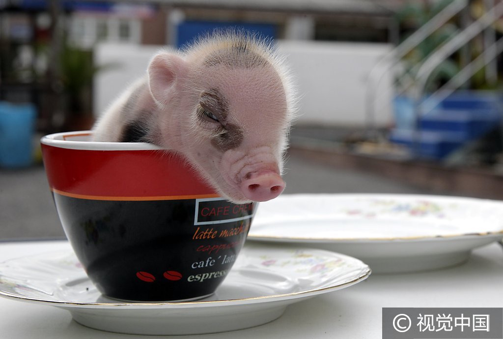 德国麦姆雷本动物园，迷你小猪诞生。
