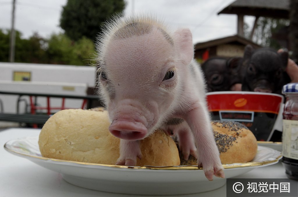 德国麦姆雷本动物园，迷你小猪诞生。