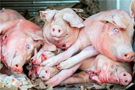 猪价继续震荡 非洲猪瘟对猪市短期抑制仍严重