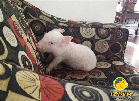 最开始见到这只迷你小粉猪的时候，是在宠物市场，詹姆斯夫妇觉得这只猪，好迷你，好可爱，买了回去。