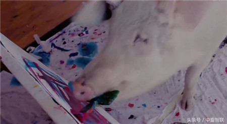 猪加索还会在自己的画作上“签名” 拿自己的鼻子在油墨里蘸一下并涂在纸上