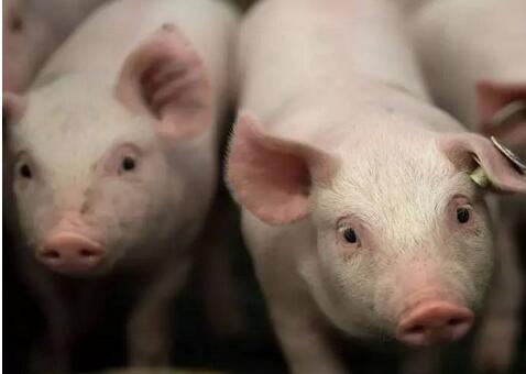 2017『猪场之旅』盛典，重庆西农大科信动物药业有限公司强势助力