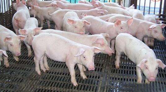 出栏量添加猪肉价格走弱我国现存700余万家生猪饲养企业