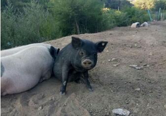 城里人都养“小香猪”，咱农村的“土著小花猪”也是可爱的不得了