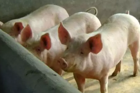 湖南五指峰特约技术：都是啥原因导致猪的生长缓慢？