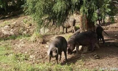 这种猪基因传承2300年,珍稀程度堪比熊猫