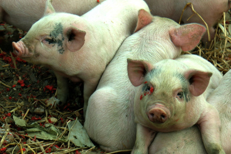2017年11月02日全国各省市猪白条肉价格行情走势
