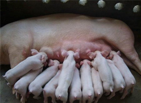 母猪常见病：母猪无乳综合症的全面解读