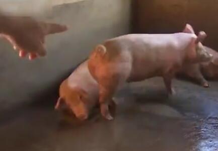生猪养殖新技术：看10分钟视频让猪增重10斤，牛！