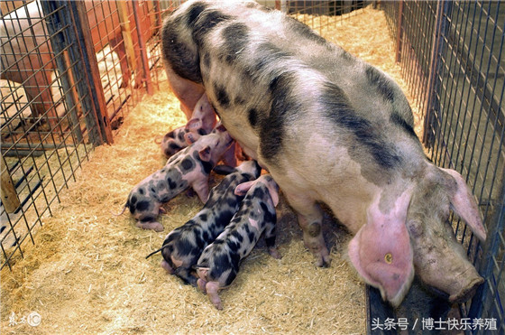 超期引产：对于超过预产期114天仍未分娩，肌注氯前列醇钠0.2-0.4mg，能在第二天产仔，防止仔猪窒息死亡。