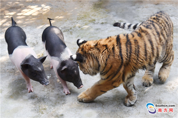 当猪遇到虎，能否虎口逃生?深圳野生动物园的一群小猪闯入东北虎笼舍，不但没入虎口，还共谱了一段友谊。