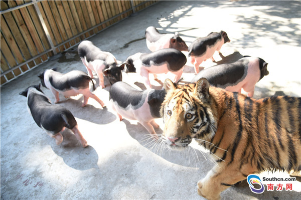 深圳野生动物园上演“虎猪一家亲”