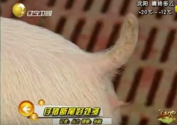 农村养殖大叔曝光：新养猪技术，小猪一出生就把尾巴剪断！