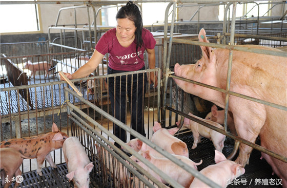 未来养猪，养猪人想赚钱，一定要靠科学合理的饲养管理和对市场行情的一定分析。养猪养赚钱上述的你做好了吗？