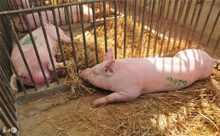 引进种猪时多数养殖户都会犯得错误，你被说中了吗？