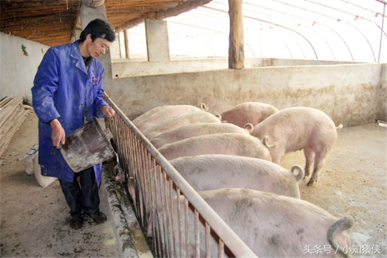 甲酸钙增肥 在仔猪断奶后头几周饲料中添1.5克甲酸钙，可使仔猪的生长速度提高12%以上，饲料转化率提高4%，并能减少仔猪的发病率。 　　