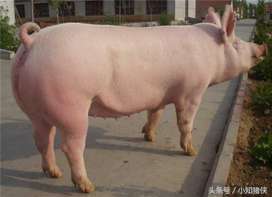 喂铜增重 在肉猪育肥期添加微量元素铜，可明显增加猪的体重，并抑制某些病菌对猪侵害，保障猪的健康生长。在加拌抗生素的饲料中，如再加拌适量的铜元素，可使猪日增重提高6.7%，饲料利用率提高2%～5%。
