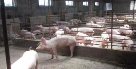 农民学养猪，如何养猪高产母猪