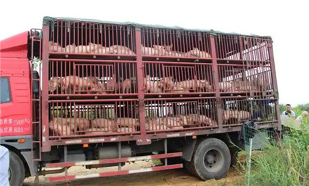 德阳通威“千万头生猪工程”放养猪苗超6000头，存活率达99.89%