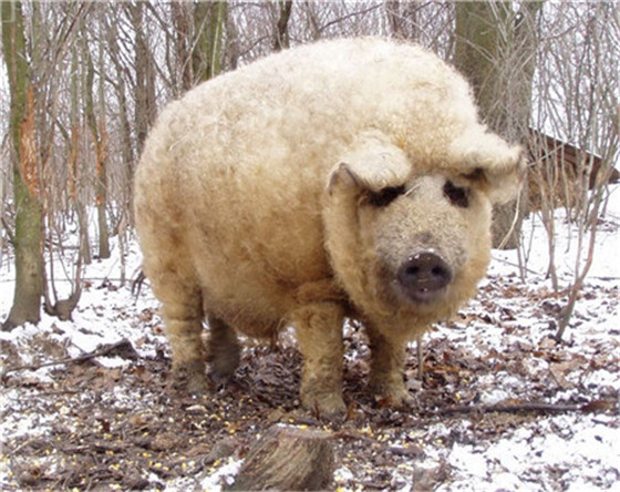 图为英国的奇特动物，全身长满绒绒的毛发，远看像是绵羊。看清正面后才发现是一张“猪脸”。这种奇怪的生物像是羊和猪的“结合体”。但其实这就是一头猪，名为林肯郡卷毛猪，也叫绵羊猪。