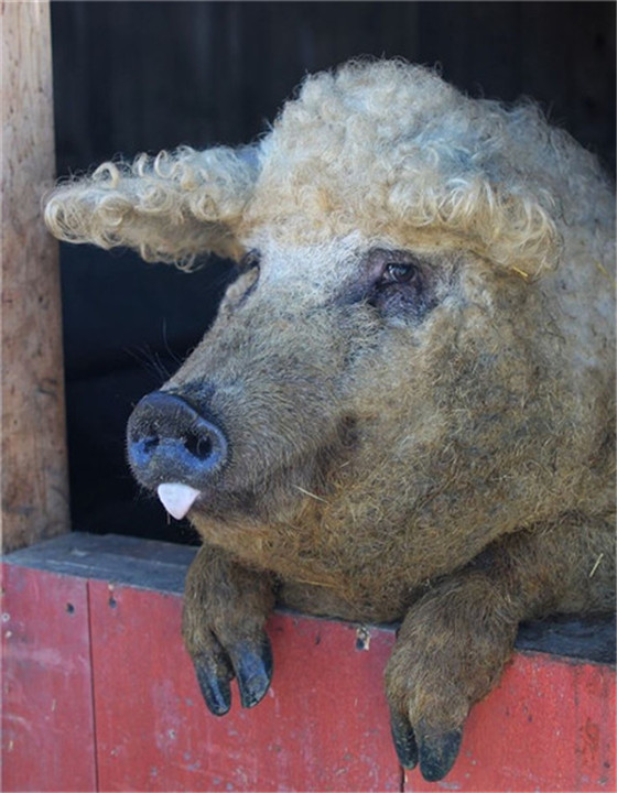 1976年，匈牙利制定并实施国家保护基因库计划，使羊毛猪品种避免了灭绝的命运，并用经济开发手段促使其重获新生。