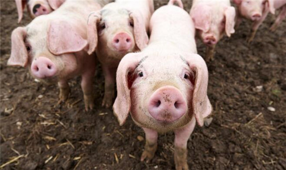 平常我们看到的猪，都是健健康康只有四条腿的样子。如果在某一天，你看到了一只长着多条腿的小猪时，会是什么反应呢？最近这件事就发生在了某个家庭的猪圈当中。 