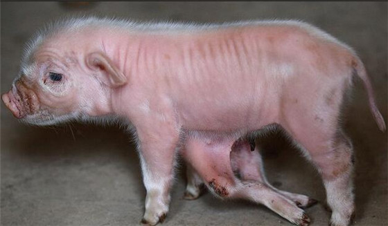 专家表示，八条腿同时长在肚子下方情况到现在都是第一次见，一般情况下看到的都是只有五只脚的小猪，而且多余的一只也是在脚上。