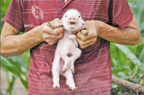 当时这户人家的一头母猪产下了八只小猪崽，刚开始的时候还没有发现有任何异常，但是在晚上之后，他却发现这只小猪长着八条腿。