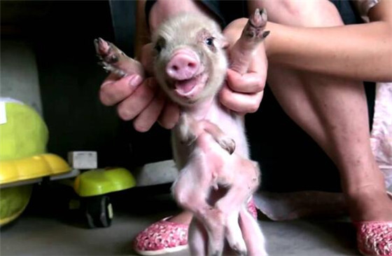 一头母猪产下了八条腿小猪崽 专家称发育过程中产生了变异