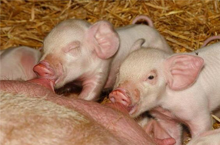 日本26年来再起猪瘟 停止猪肉出口