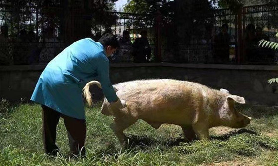 猪在我国农村是最常见的家畜，猪肉也是我们餐桌每日不可少美味，你们知道世界上有这样一个国家，全国人民从小到大没见过猪长什么样，他就是阿富汗。