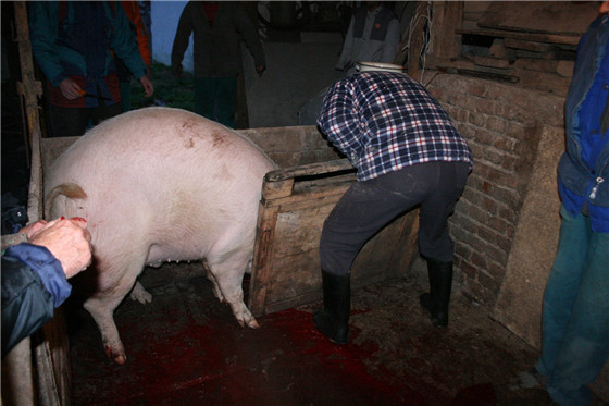 这一组图片是摄影师在欧洲的一个农村拍摄下来的，主要是拍摄了国外普遍用的杀猪方法，以下是活生生的大母猪变成猪肉的全过程