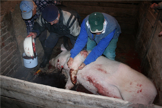 外国农村农场养的猪还是挺肥的，看起来很嫩，不过他们更喜欢吃牛肉，偶尔过节才杀猪，图为几名农场工作者先为猪放血。