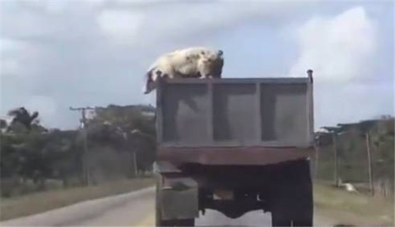这是一只有思想的猪，为了自由，它从120迈的卡车上跳下逃走。