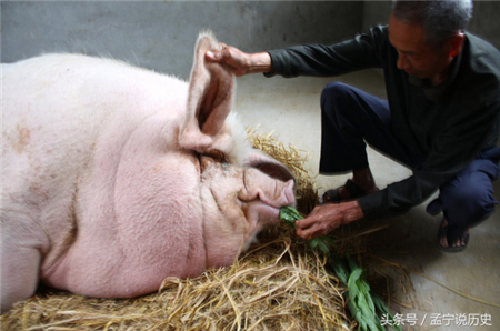 “猪王”吃人参吃鹿茸9年寿终，体重达到了一吨