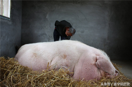 猪是再常见不过的动物了，但是这样的猪王却实在是少见，它的身上2.15米，体重达到了惊人的一吨。