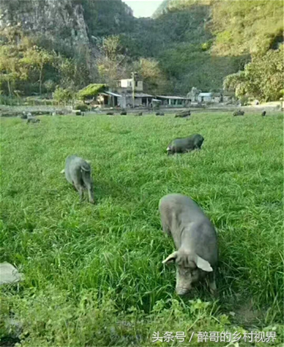 野草猪从小到大都是放养，每天吃喂一餐补充营养。平时都是放到山上吃野草