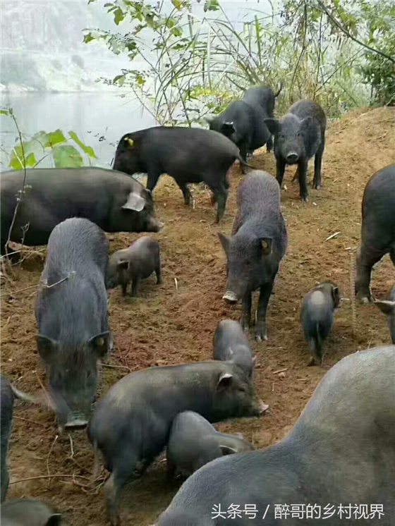 野草猪平均养殖一年左右时间出栏