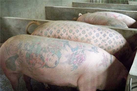 人身上纹身并不稀奇，但是你见过在猪身上纹身吗？一位比利时艺术家突发奇想，他想为活猪纹身。