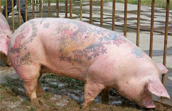 这位艺术家49岁，十几年前他就开始为活猪纹身。据悉，他所有的创作是在将猪麻醉后进行，一个纹身一般需要3名艺术家合力完成。因为当猪麻醉后，还需要有人不断保持猪皮的湿润。