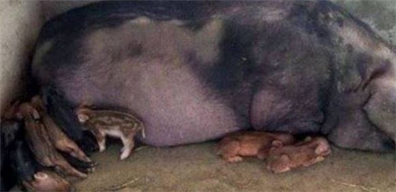 农村大叔家的母猪怀孕了，一看生的猪崽，大叔抬不起头