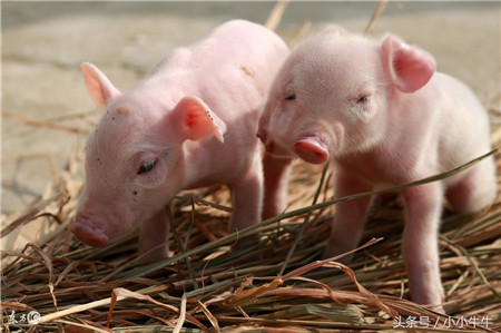 养猪人诊断猪病往往存在这六个误区！