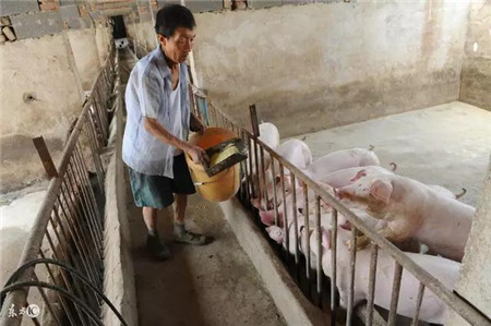 一些民间治疗猪病偏方,值得养猪户们收藏!