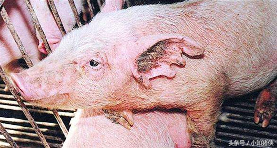 很多养猪户肯定没想到，锅底灰竟能治疗这些猪病