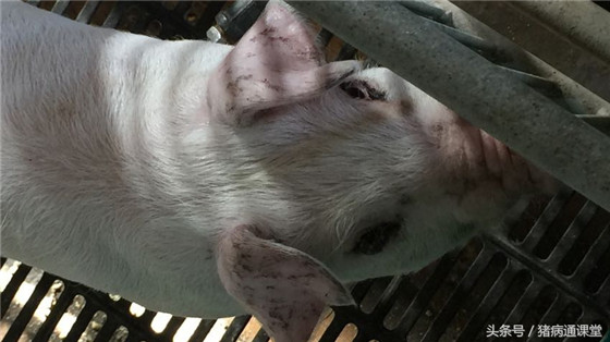 猪生物素（维生素H）缺乏的表现：1、猪被毛过量脱落，皮肤溃烂和皮炎。2、眼睛周围分泌物增多。3、口腔黏膜炎症。4、出现蹄裂、足垫龟裂和出血，后腿痉挛。5、母猪产子数减少。
