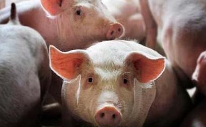 后备种猪的培育与驯化饲养管理 ——第9期“福州大北农•猪兜大场长”直播节目预告