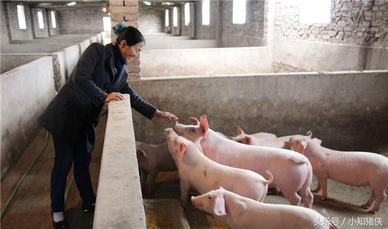 保持圈舍的干燥也很重要：猪是比较害怕既阴冷又潮湿的，特别是产房和保育，最好能准备一些干粉消毒剂，既消毒了，又能起干燥作用，一举两得。