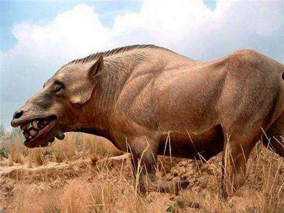 远古巨猪，现代家猪的祖先，这体型比野牛还大